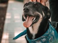 Yates County Public Health: Tips to avoid rabies exposure, free pet vaccine clinics available