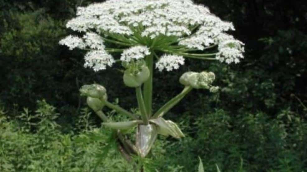 giant hogweed, a harmful plant in new york state.