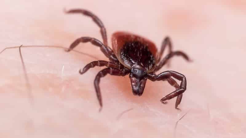 Ticks proving to be a massive problem in the Finger Lakes