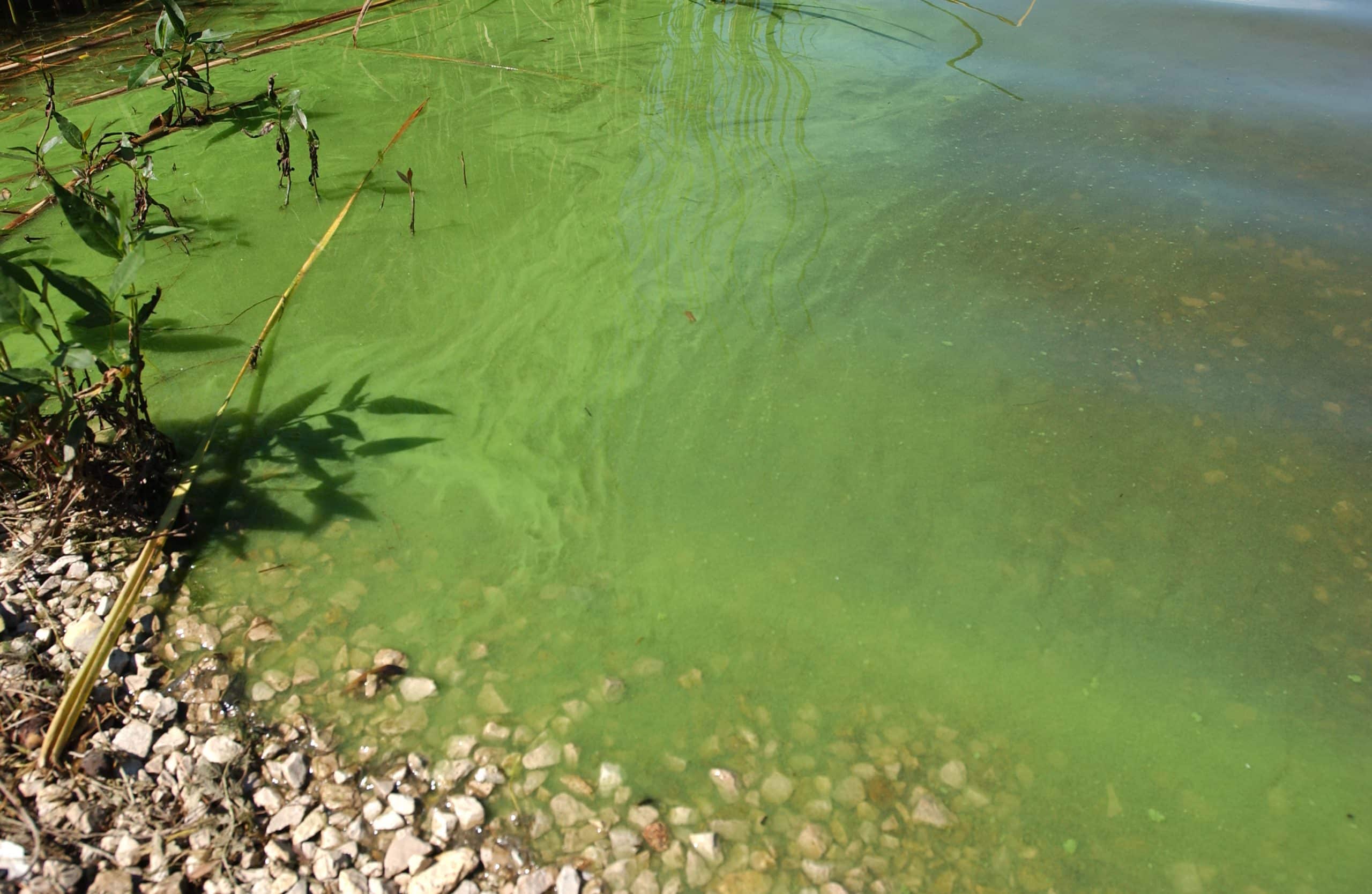 Toxics Targeting says Cayuga Lake had most HABs reports this year