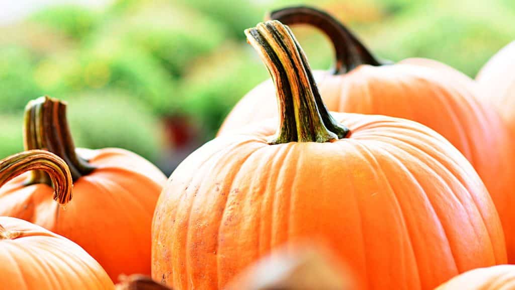 UR Medicine doctor says Halloween excitement may explain sugar rush