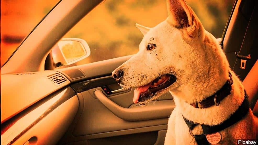 State issues urgent warning as heat puts kids and pets at risk