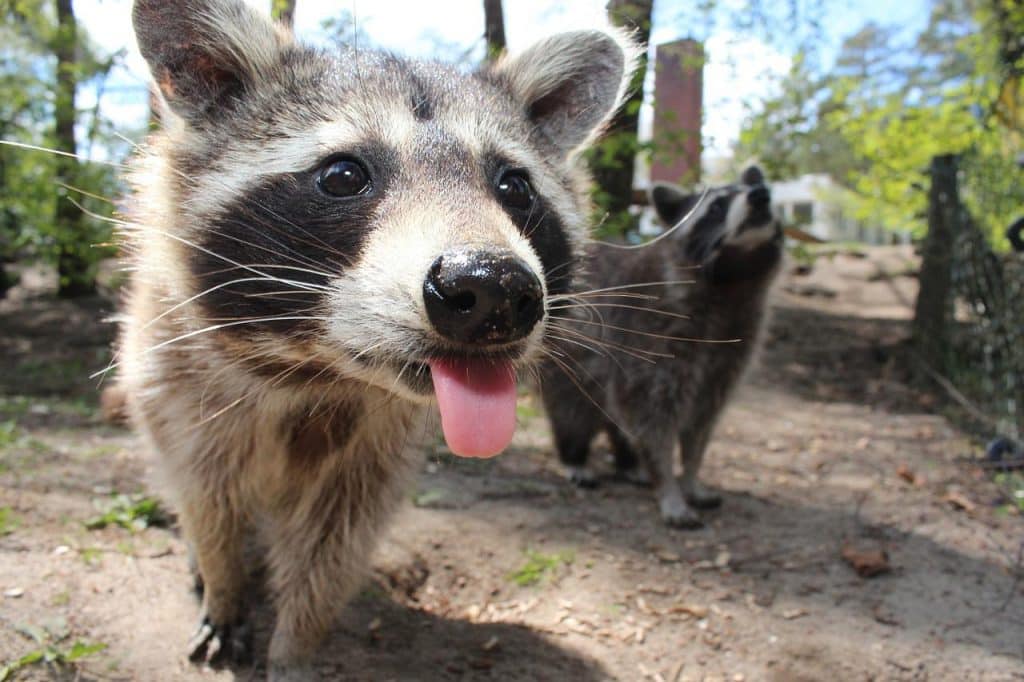 Rabid raccoons confirmed in Lyons-Sodus area, Wayne County health officials warn
