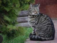 Rabies shot clinic in Cayuga County August 21