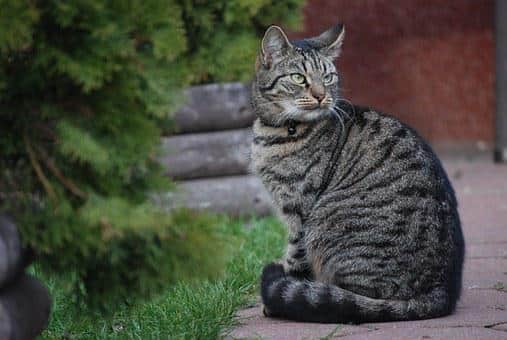 Free rabies clinic offered for Schuyler County pets Free rabies clinic offered for Schuyler County pets