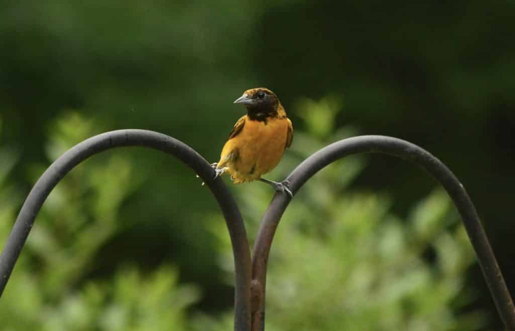 Baltimore Oriole in Ontario County (photo)