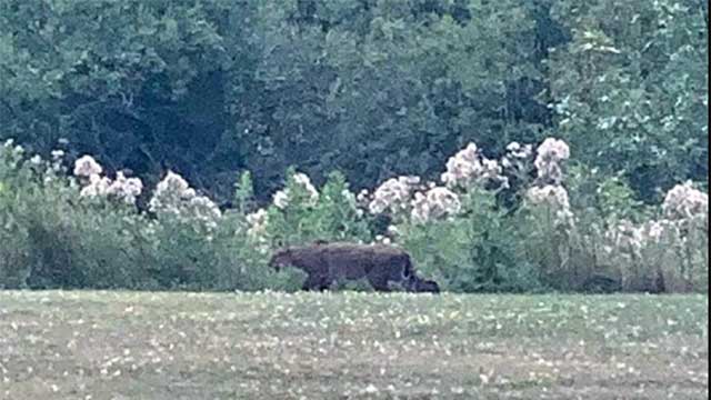 Rochester-area mountain lion possibly spotted in Greece