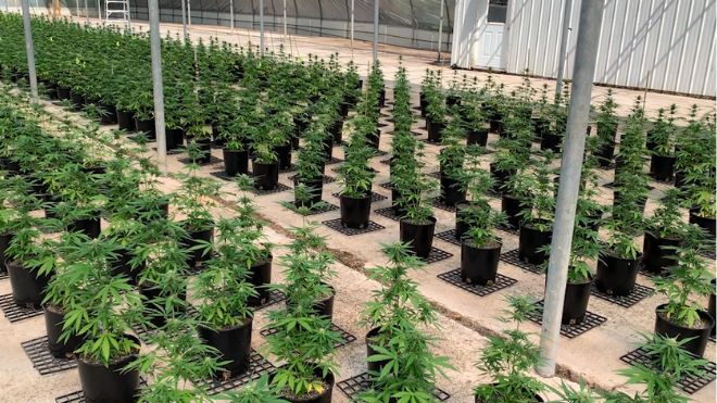 Cannabis-growing facility testing plants for upcoming sale (video)