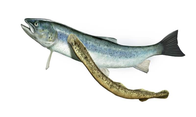 Lake Champlain Lake Trout Rebound Ends Decades of Hatchery Stocking Lake Champlain Lake Trout Rebound Ends Decades of Hatchery Stocking