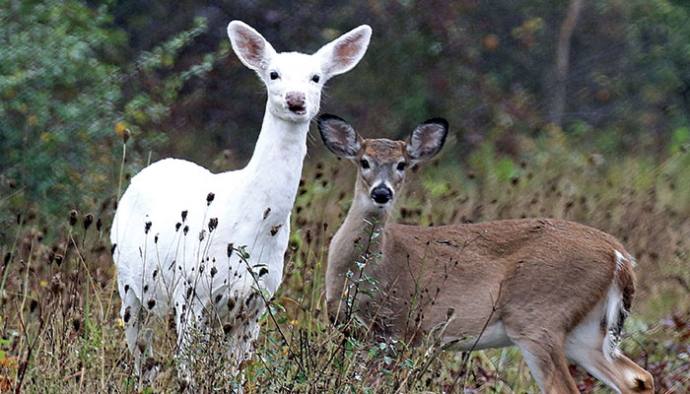 White Deer tours resume at Seneca Army Depot