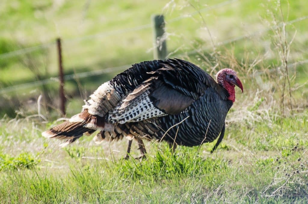 More turkey hunting?