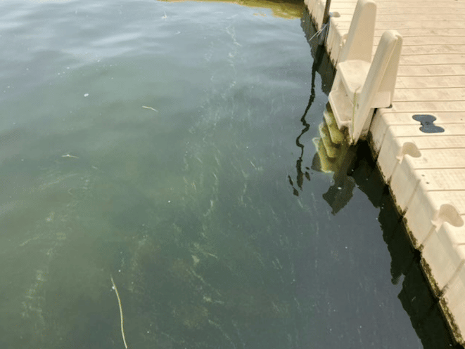 Harmful algae bloom health advisory in Livingston County