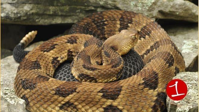 Slithering through the FLX: Experts say you shouldn’t fear this ‘laid back’ snake species (video) Slithering through the FLX: Experts say you shouldn’t fear this ‘laid back’ snake species (video)