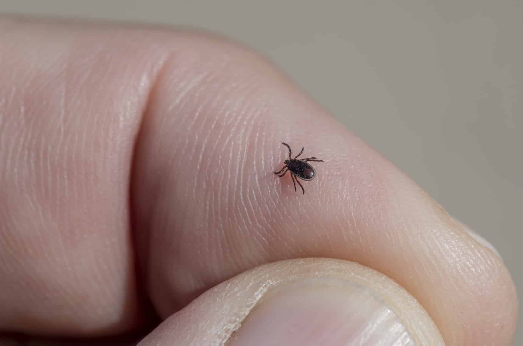 INSIDE THE FLX: Chelsea Bailey from Yates County Public Health on the increase in Lyme Disease and what you can do to avoid it (podcast) INSIDE THE FLX: Chelsea Bailey from Yates County Public Health on the increase in Lyme Disease and what you can do to avoid it (podcast)