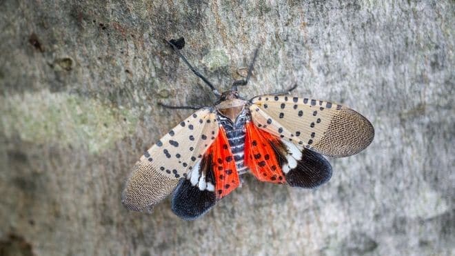spotted lanternfly bugs and insects that are spreading among different states, and experts are asking residents to squash them.