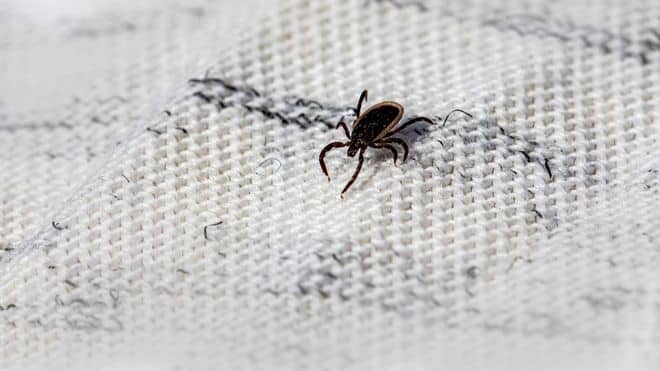 tick which can spread lyme disease and a vaccine is being tested for.