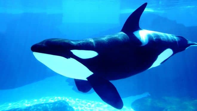 Killer Whale starved, injured and forced to preform– A movement has started to fee Lolita