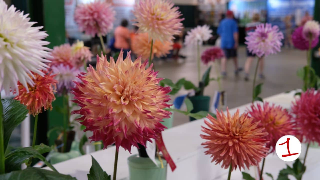 New York State Fair events to attend: The Horticulture Building flower shows New York State Fair events to attend: The Horticulture Building flower shows