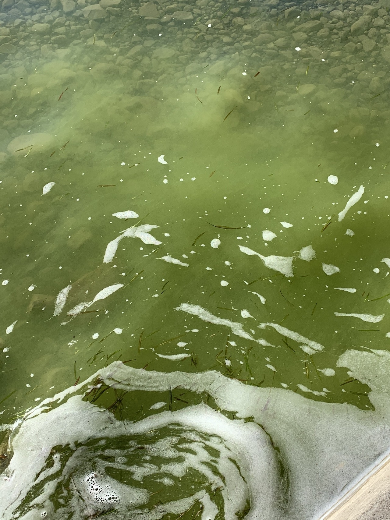 Cayuga County warns of harmful algal blooms on Cayuga Lake Cayuga County warns of harmful algal blooms on Cayuga Lake
