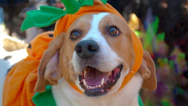 Pet safety for Halloween Pet safety for Halloween