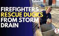 Firefighters rescue six ducklings from storm drain in Auburn