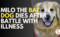 Milo the bat dog, beloved golden retriever seen at Red Wings games passes away