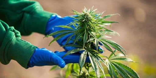 Top 10 Cannabis Products Brands in the USA in 2023 Top 10 Cannabis Products Brands in the USA in 2023