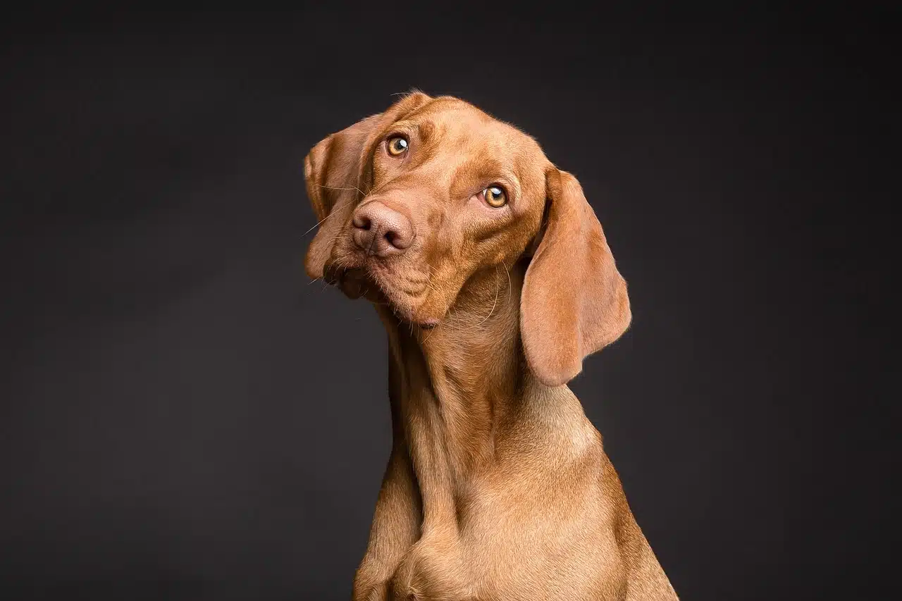 How to keep dogs calm during fireworks? How to keep dogs calm during fireworks?