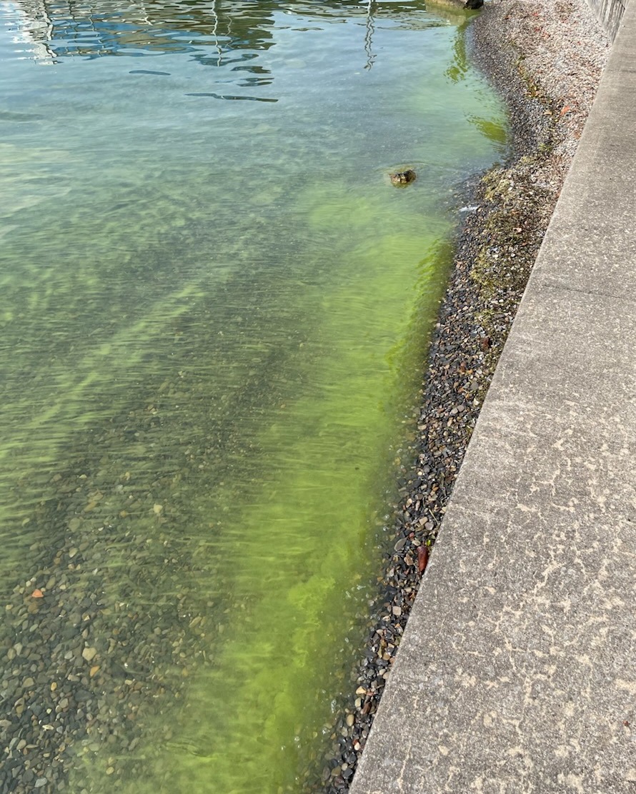Toxic algal blooms return to Owasco Lake
