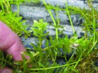 Hydrilla fight resumes with lake herbicide treatments