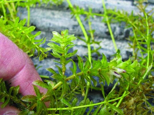 Hydrilla fight resumes with lake herbicide treatments Hydrilla fight resumes with lake herbicide treatments