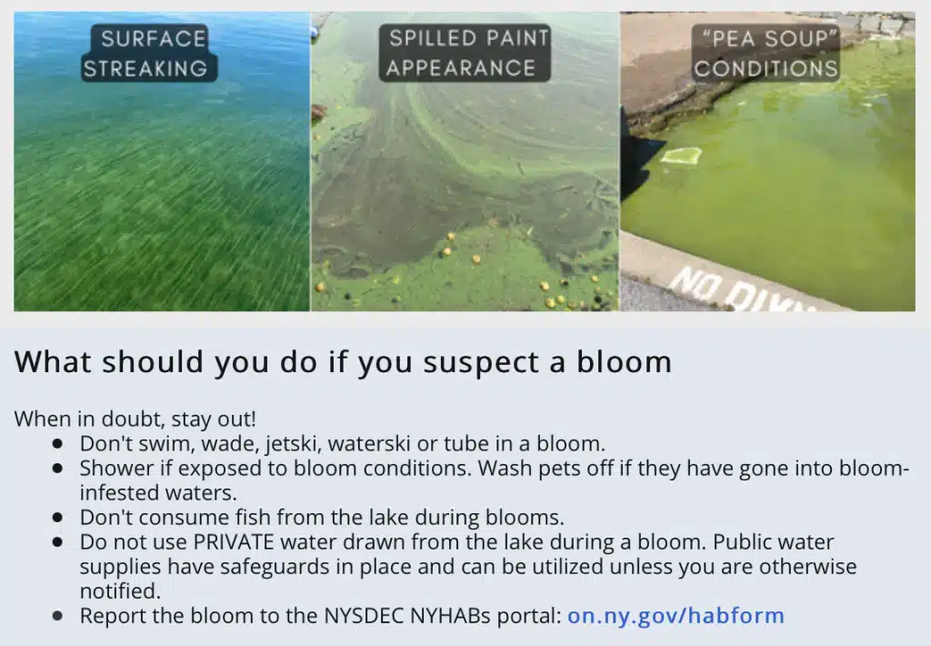 Finger Lakes Region Hit Hard By HABs During Final Week of August; No Other Part of NYS Had Comparable Outbreaks Finger Lakes Region Hit Hard By HABs During Final Week of August; No Other Part of NYS Had Comparable Outbreaks