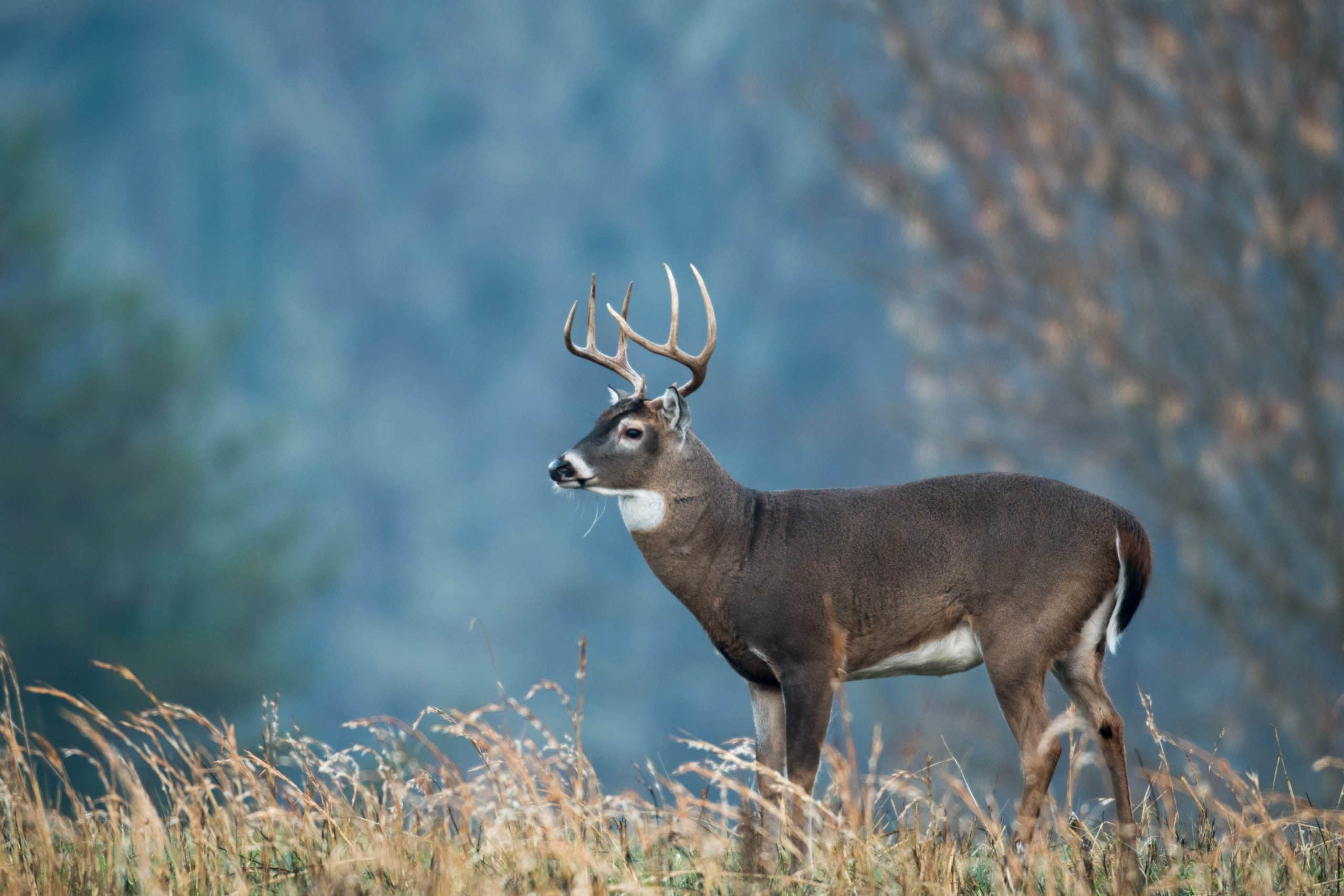 Rescues, arrests, and outreach mark busy week for DEC Rangers