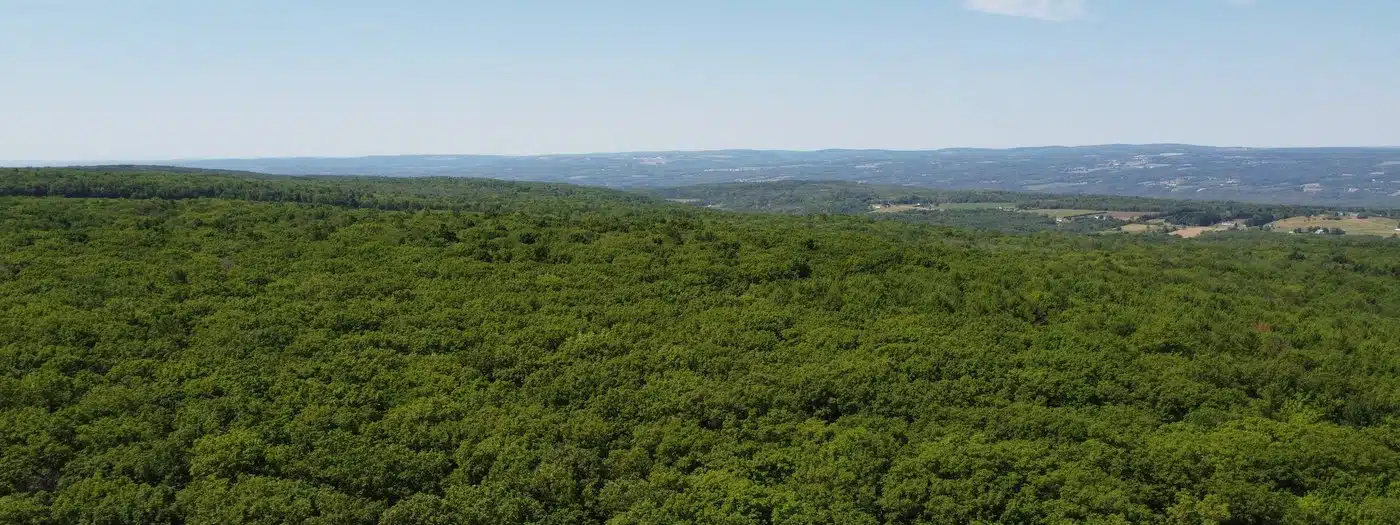 Forests could fuel New York’s beef boom Forests could fuel New York’s beef boom