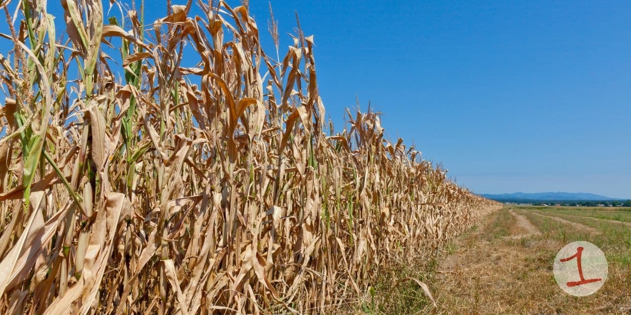 Cornell and WTW Partner to Tackle Future Drought Risk in Insurance Industry Cornell and WTW Partner to Tackle Future Drought Risk in Insurance Industry