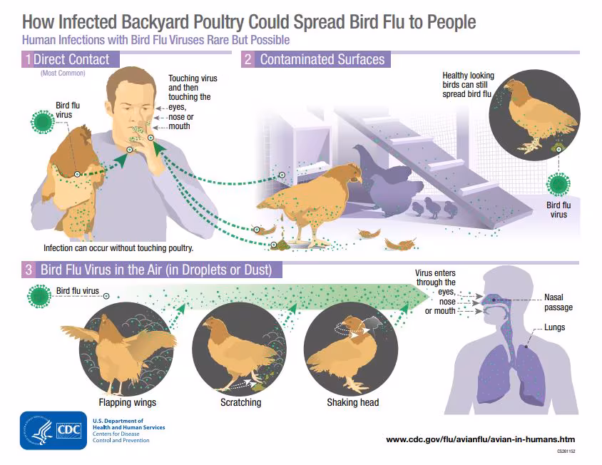 How does bird flu spread? Answering questions as more cases are confirmed in NY How does bird flu spread? Answering questions as more cases are confirmed in NY