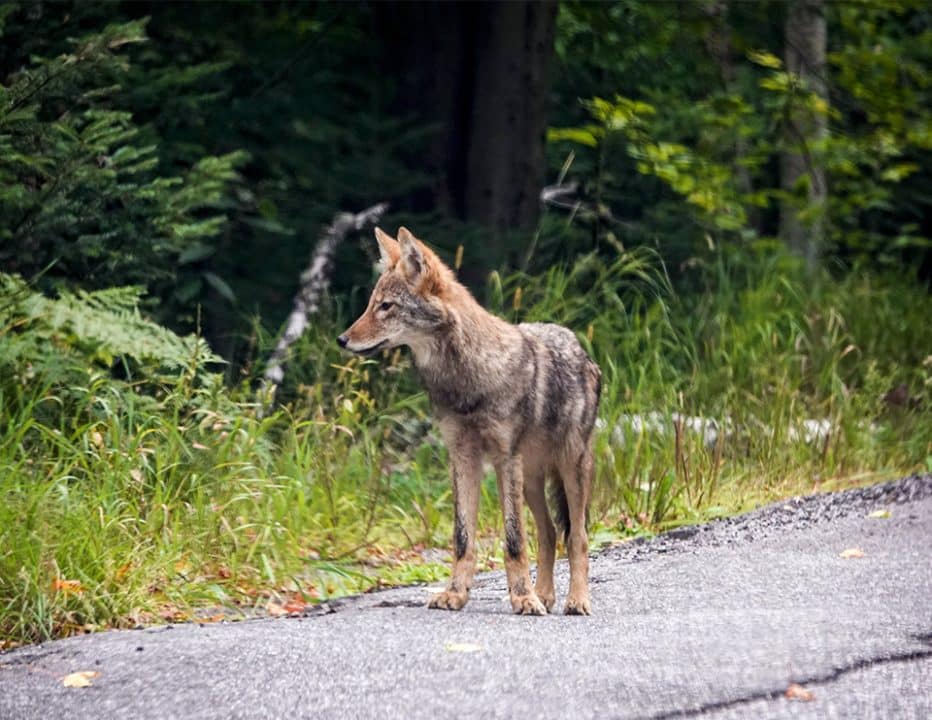 DEC urges New Yorkers to take precautions as coyote activity increases