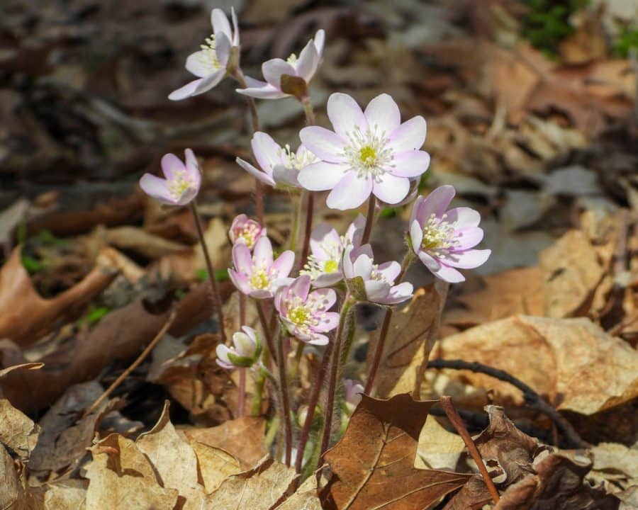 Spring Wildflower Workshop to Bring Nature and Education Together at Fillmore Glen