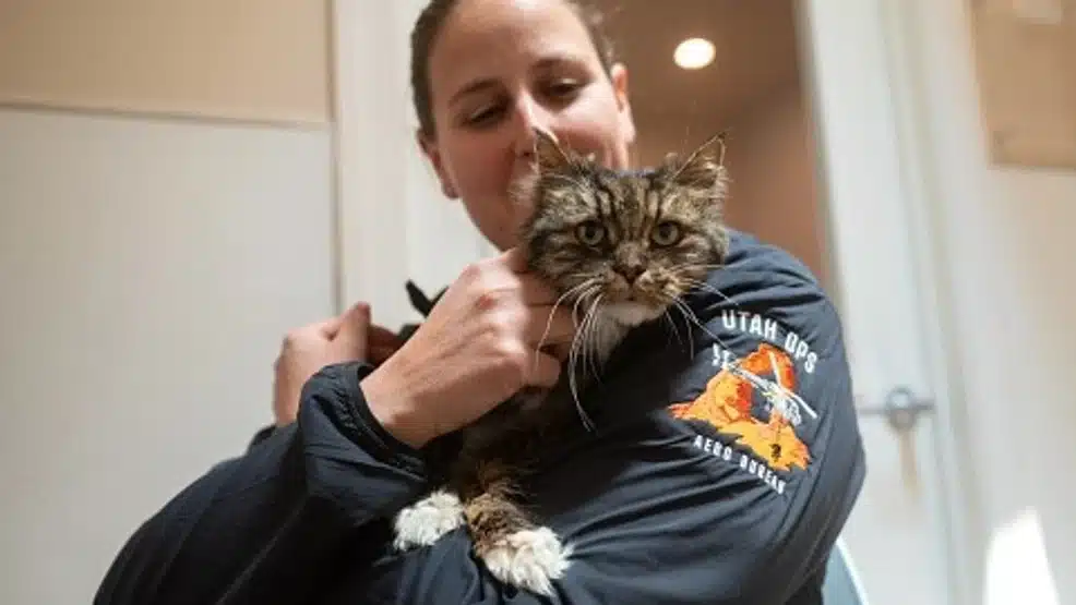 Cat who survived canyon fall finds forever home