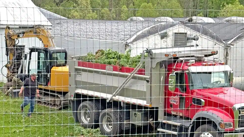 UPDATE: Two face federal charges in massive marijuana grow operation in Wayne County UPDATE: Two face federal charges in massive marijuana grow operation in Wayne County