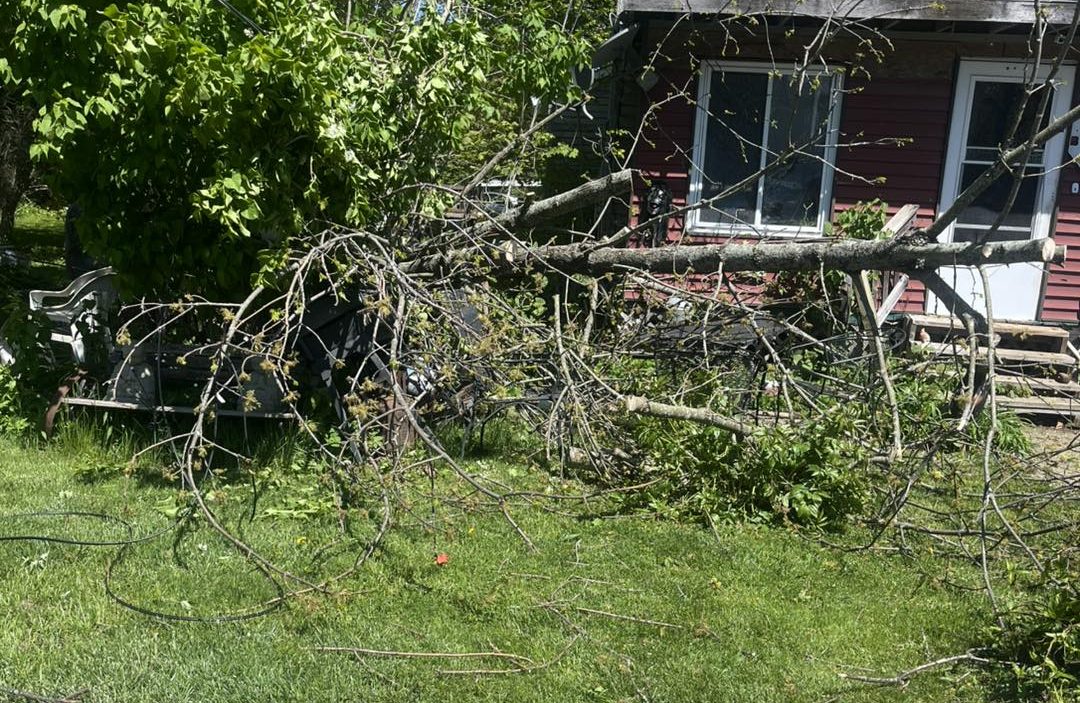 Tree falls on power lines in Sodus, knocks out electricity