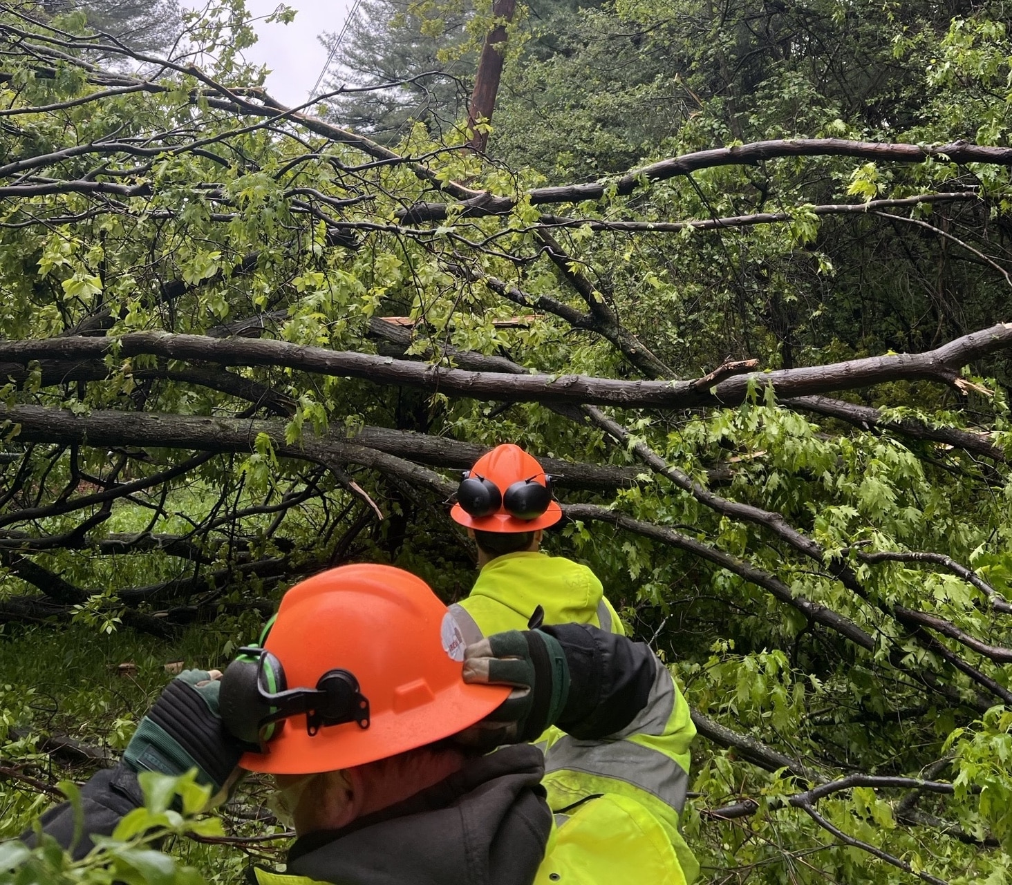 NYSEG, RG&E have invested M in tree trimming, company says