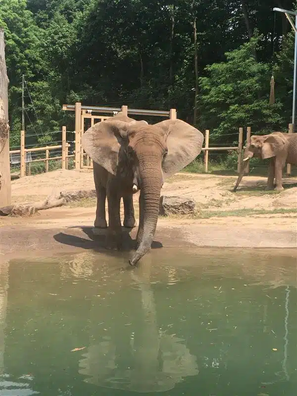 Zoo staff use crane to rescue fallen elephant Zoo staff use crane to rescue fallen elephant
