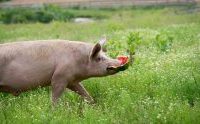 Farm Sanctuary to host annual Pignic on July 5