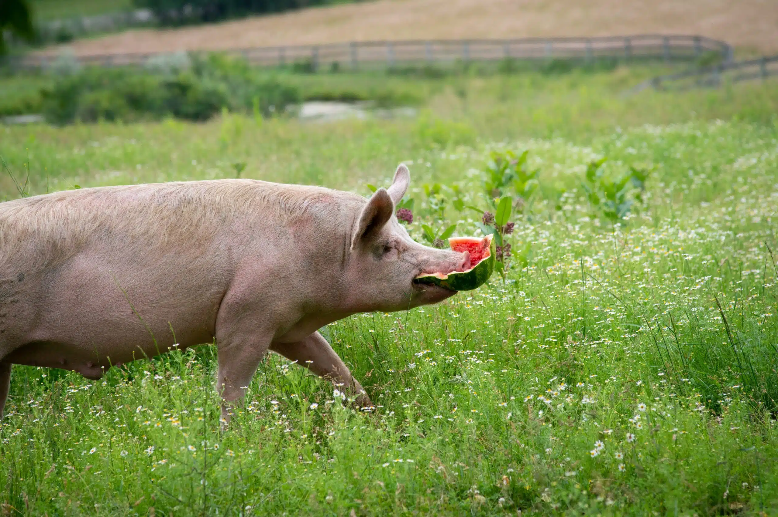 Farm Sanctuary to host annual Pignic on July 5