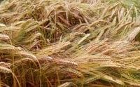 Cornell unveils new winter barley to aid NY brewers