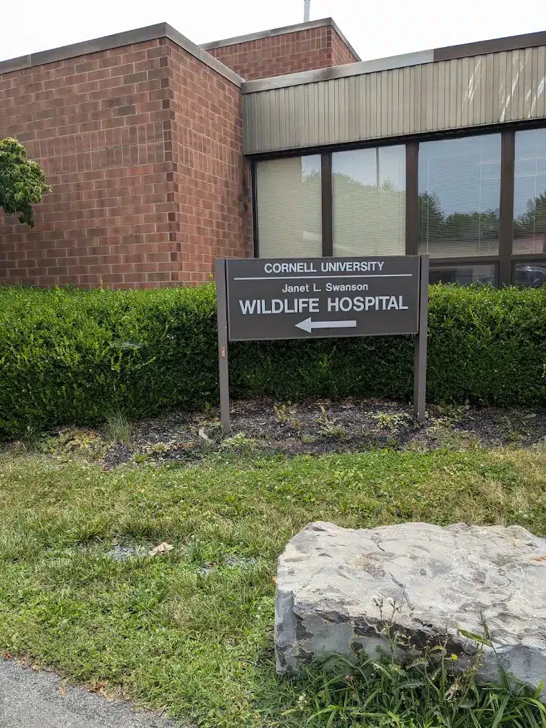 Cornell wildlife hospital expands amid rising patient numbers Cornell wildlife hospital expands amid rising patient numbers
