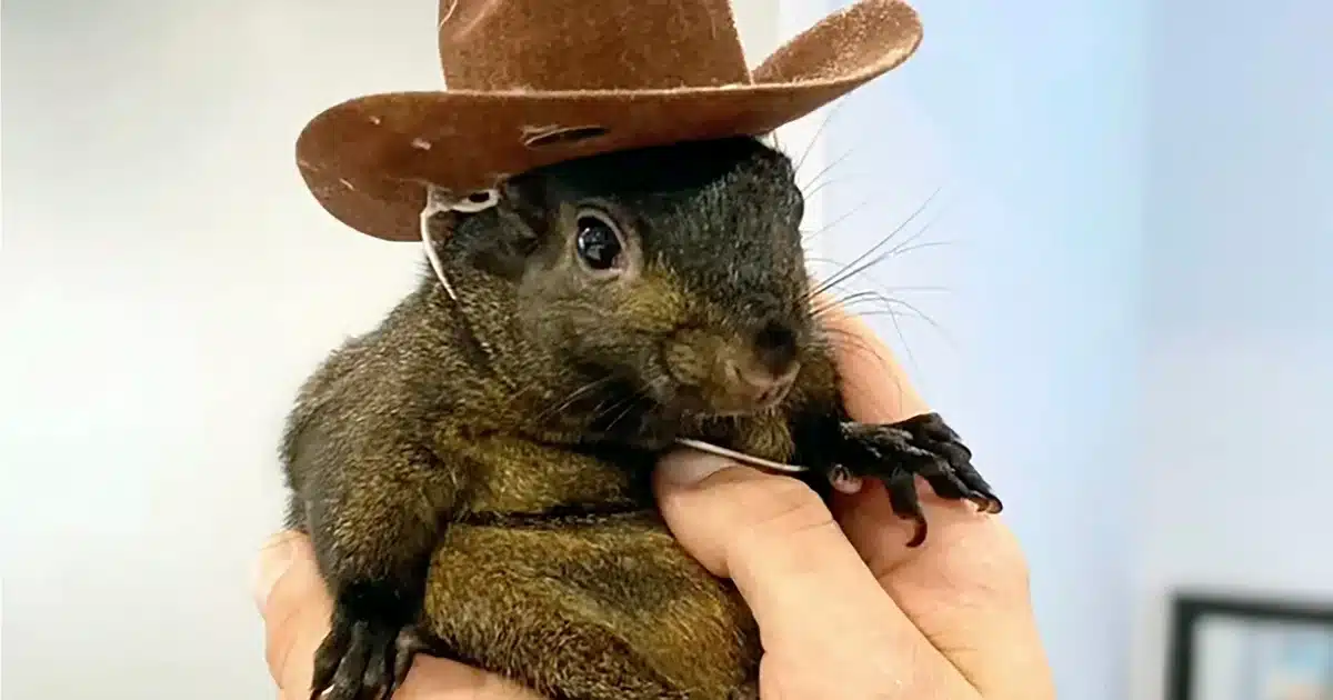 ‘Peanut the Squirrel’ owner claims state acted illegally ‘Peanut the Squirrel’ owner claims state acted illegally