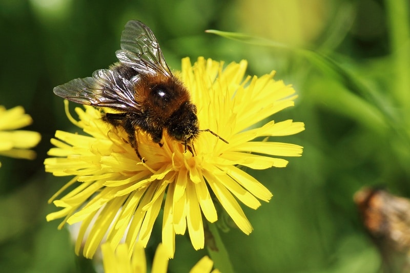Violet Miner Bee wins Yates pollinator contest Violet Miner Bee wins Yates pollinator contest