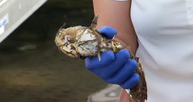 DEC investigates fish die-off at Skaneateles Lake DEC investigates fish die-off at Skaneateles Lake